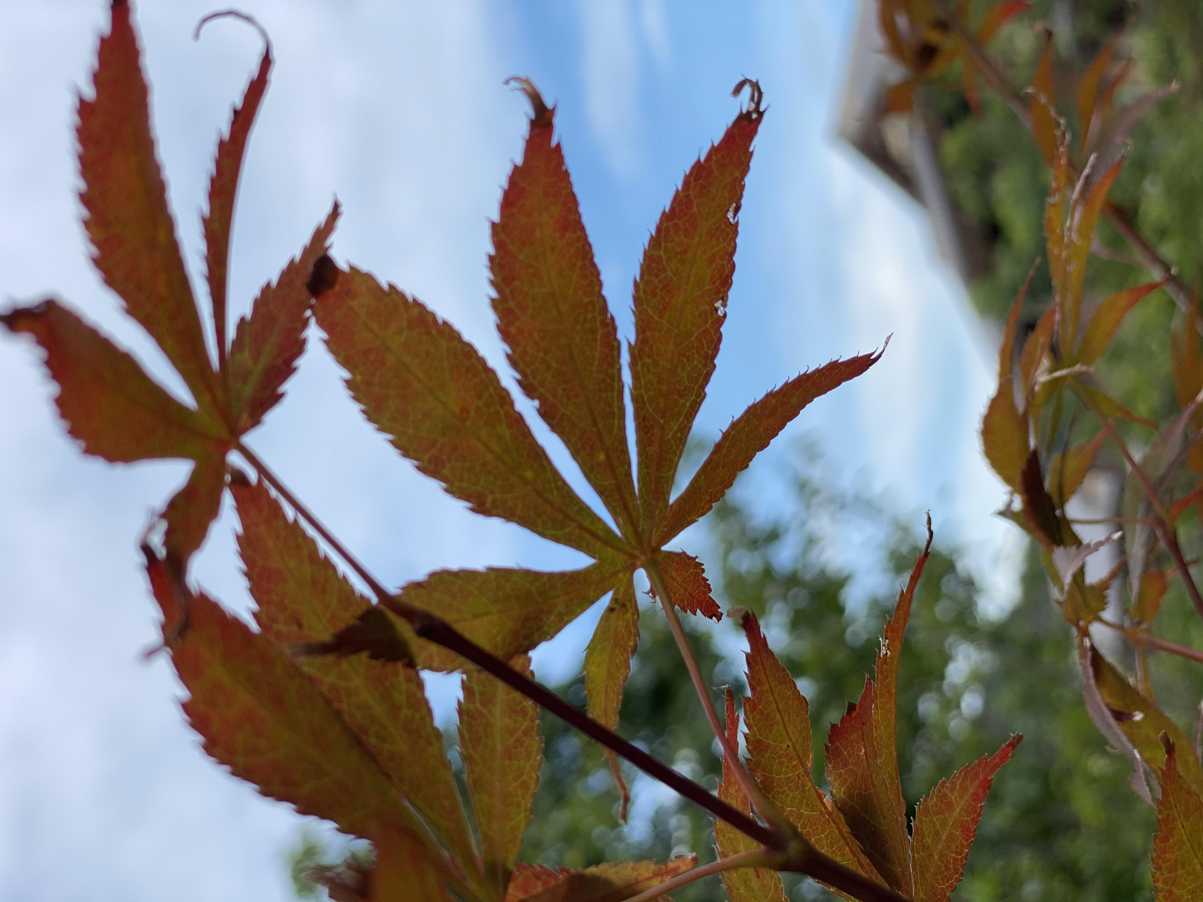 拈花湾4