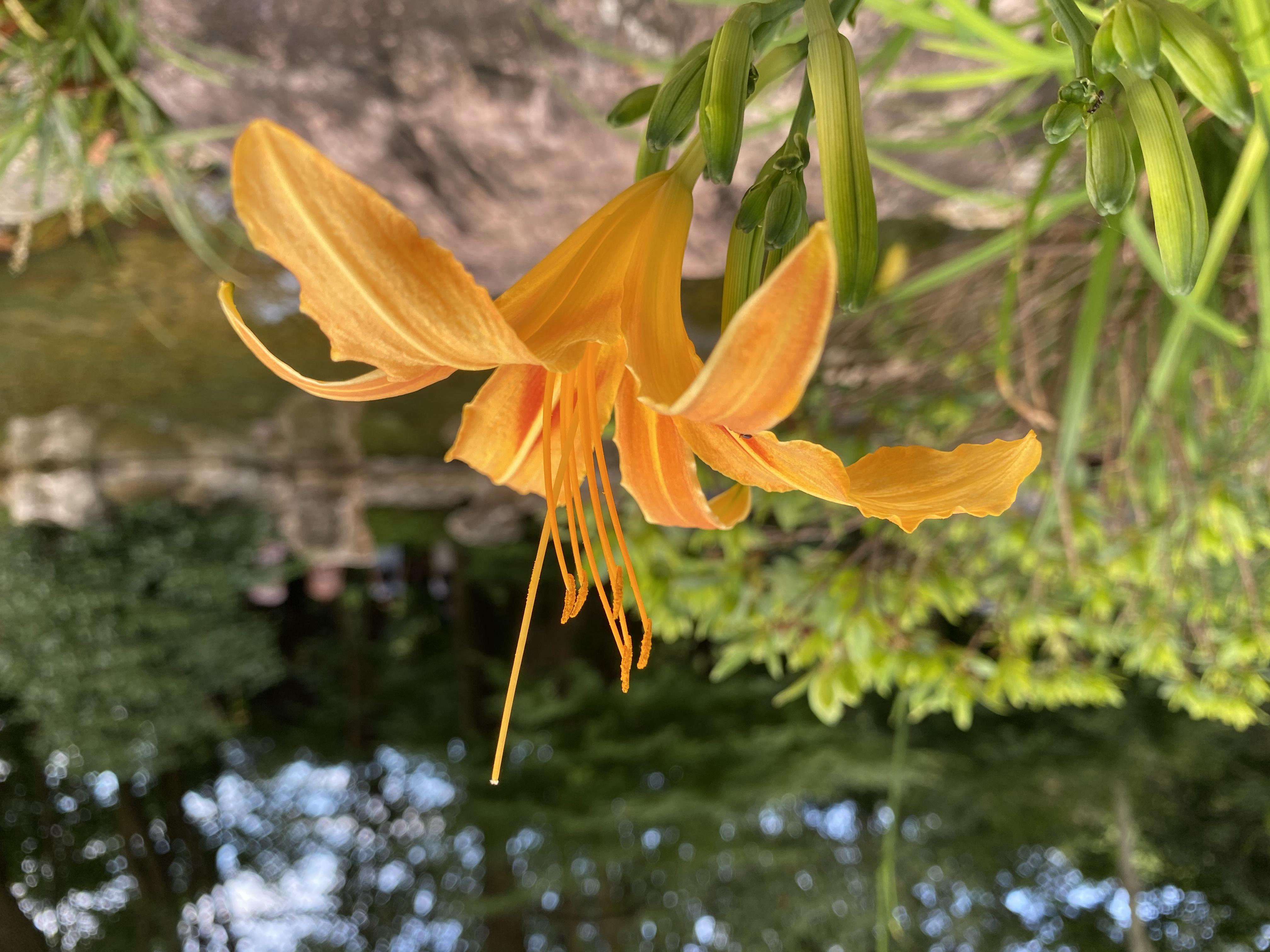 拈花湾3