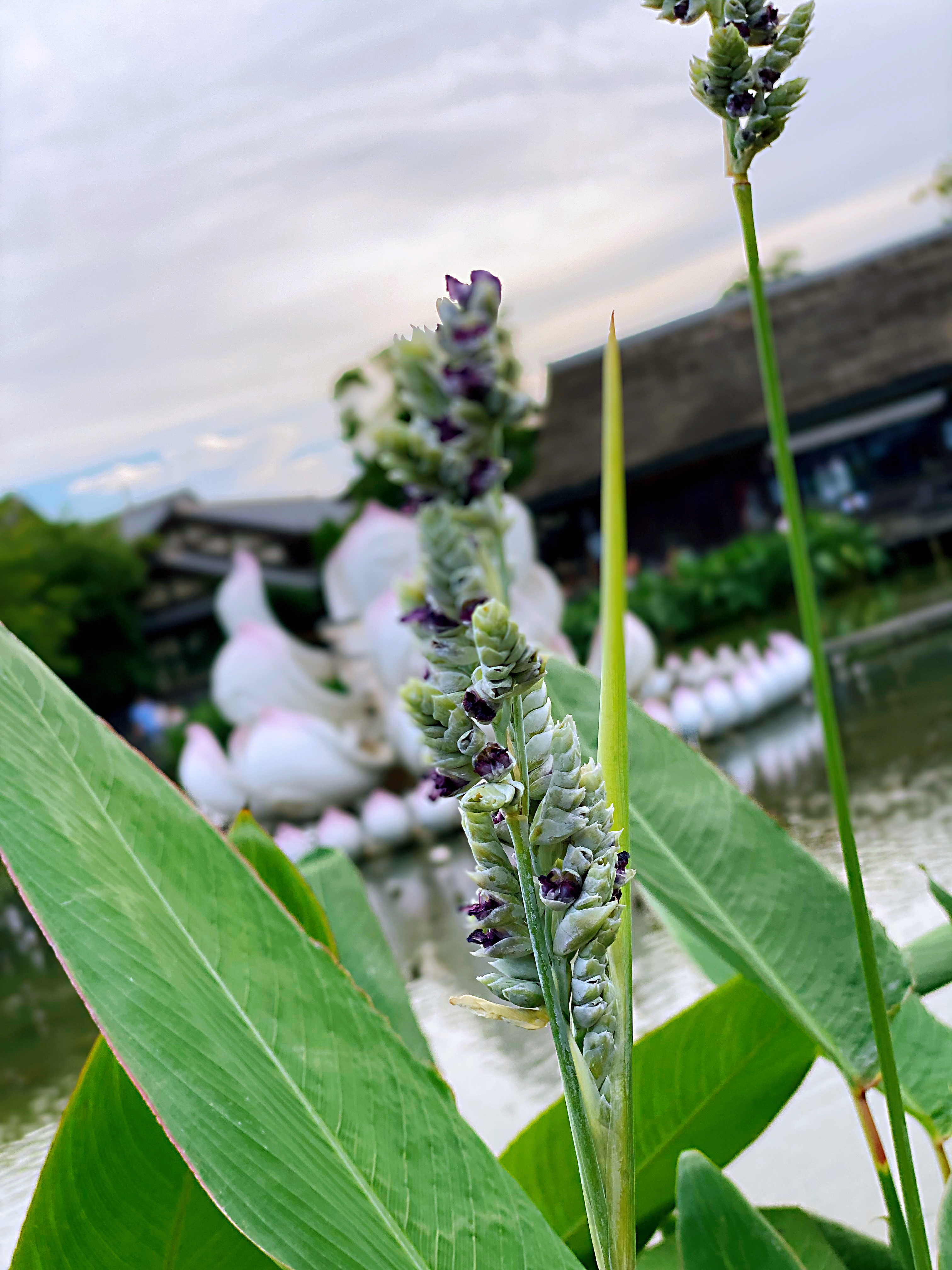 拈花湾8